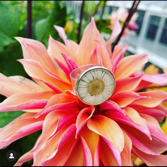 Real Daisy ring - Picture 3 of 3